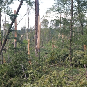 8848e9e079a87bc68318930091393f7a_7_XL